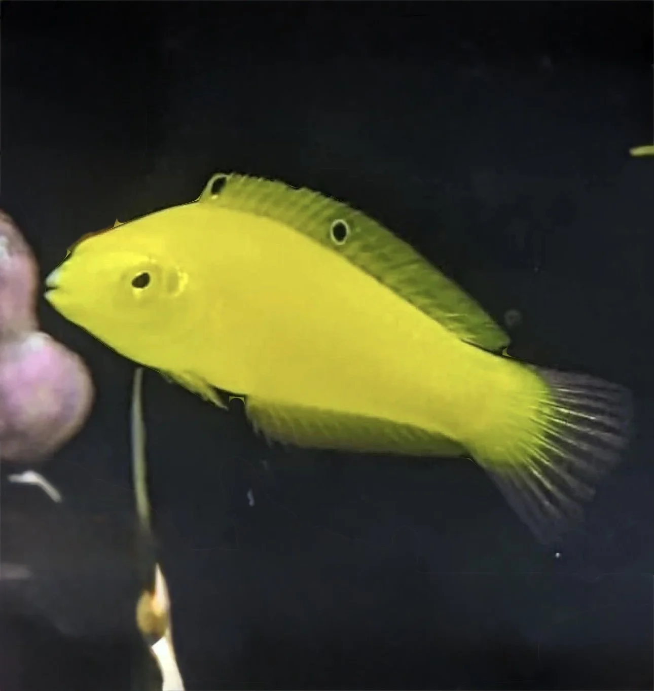 Coris Wrasse Variations Fish