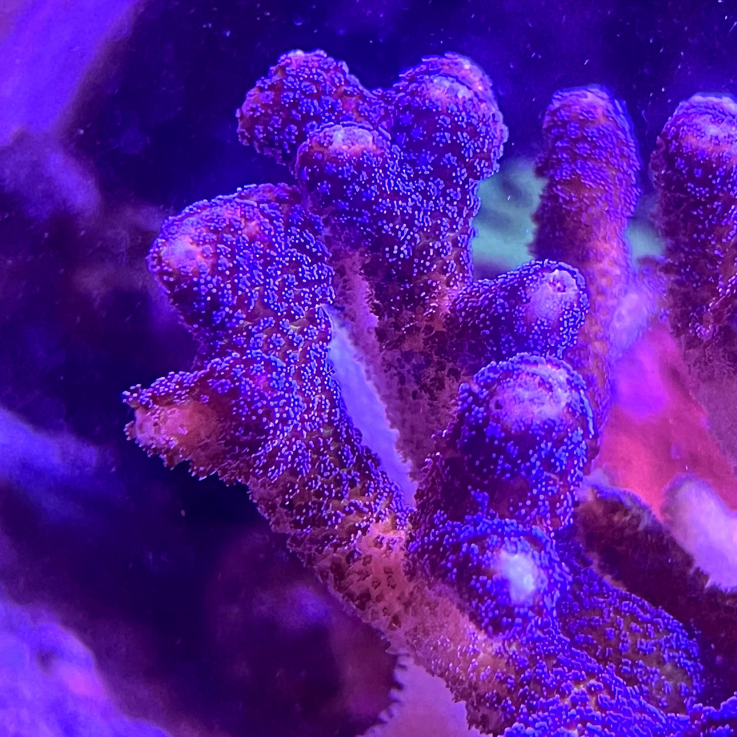 Indigo blue Pocillopora SPS coral under actinic reef lighting