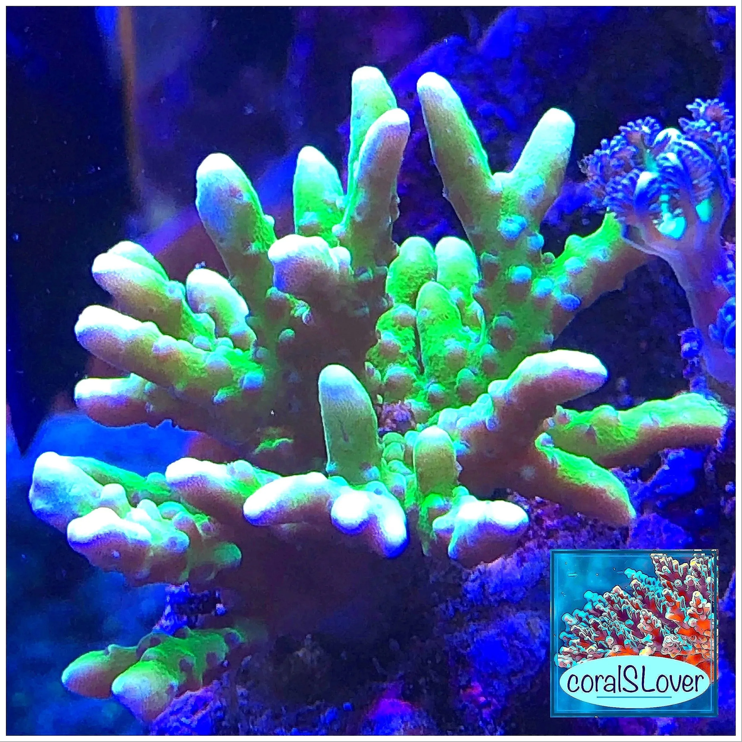 Aquacultured Anacropora forbesi SPS coral grown by coralSLover®