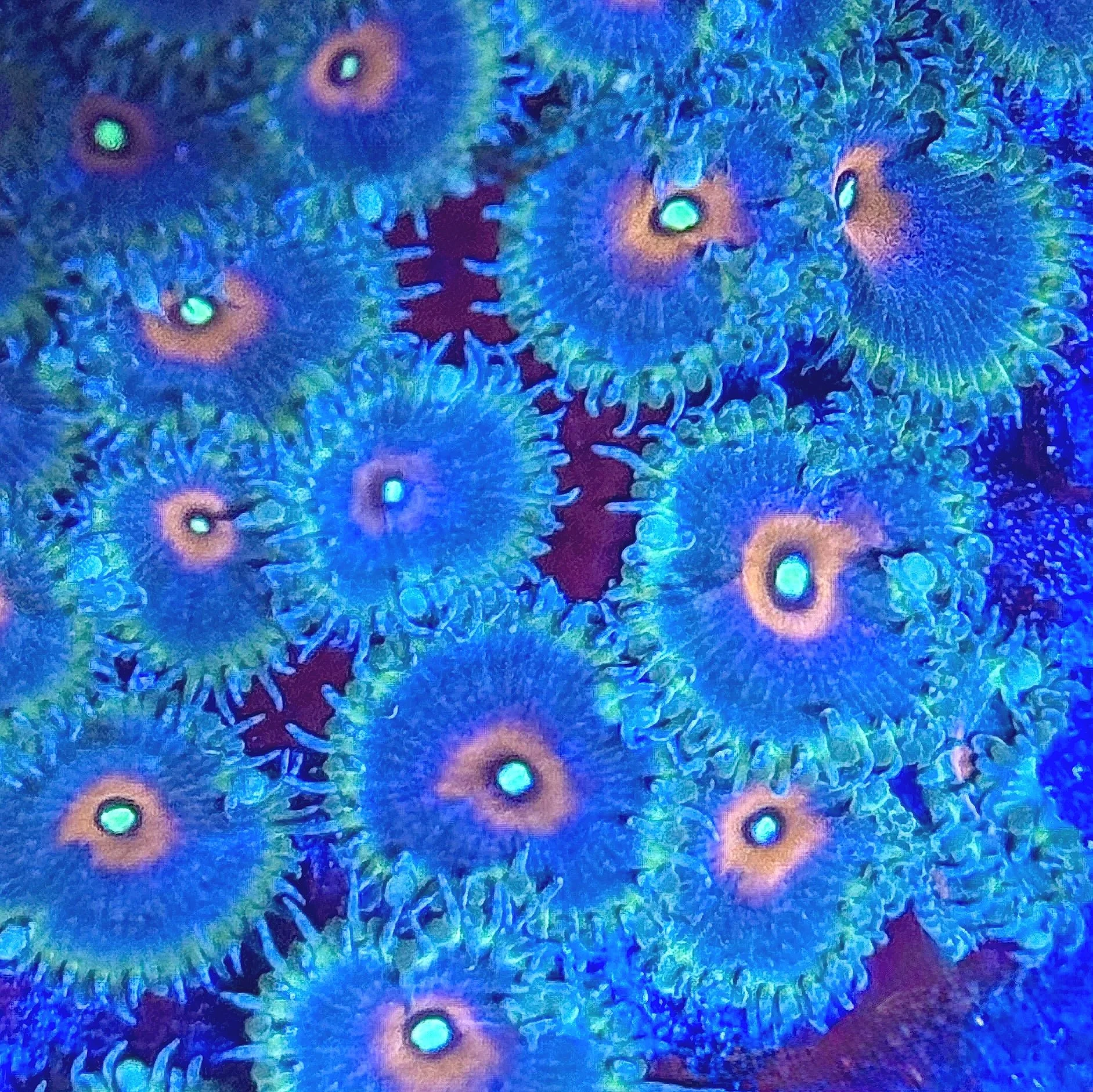 Close-up of Captain America Palythoa showing golden orange mouth under blue lighting
