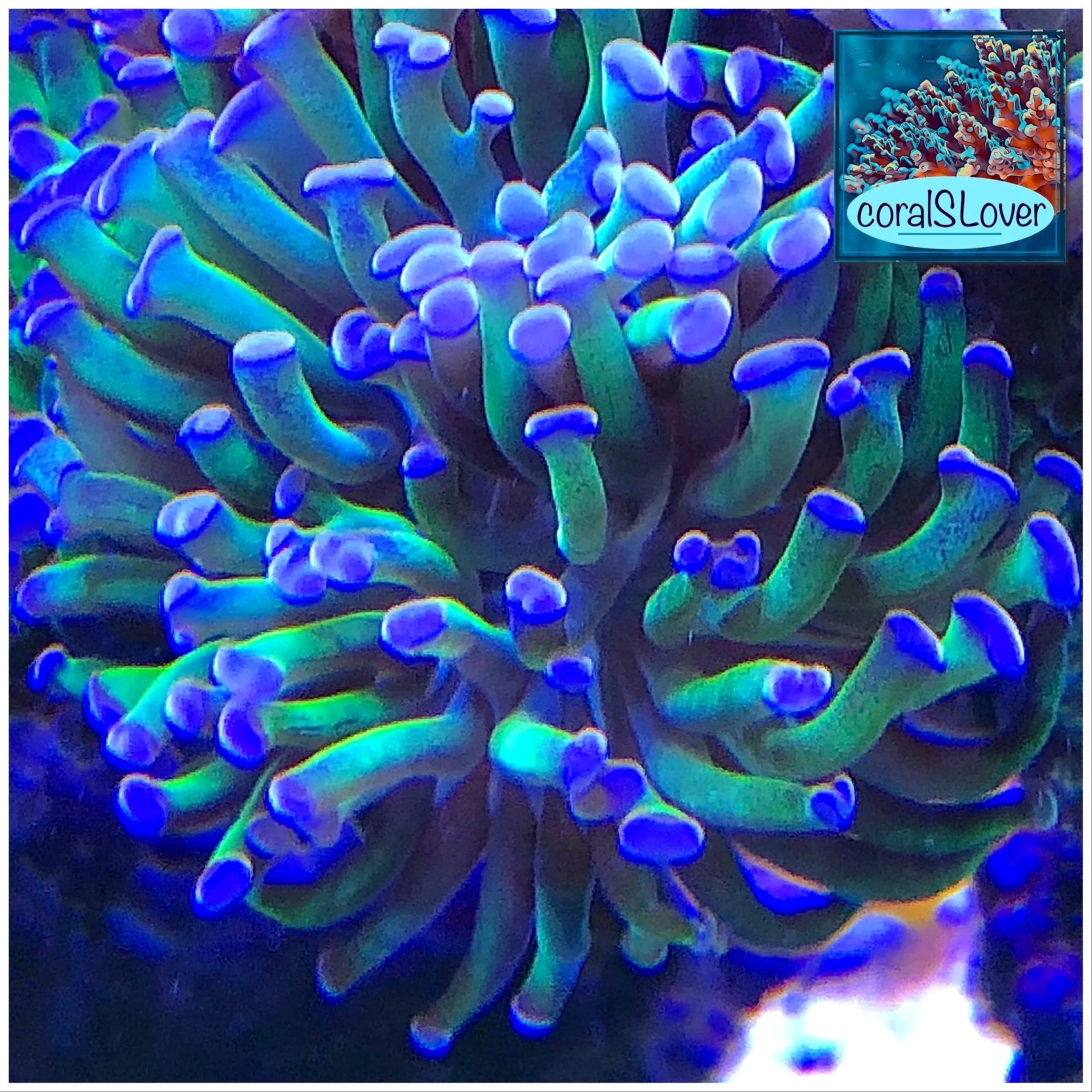 Purple Hybrid Hammer Coral petite branching Euphyllia with green stalks and purple tips