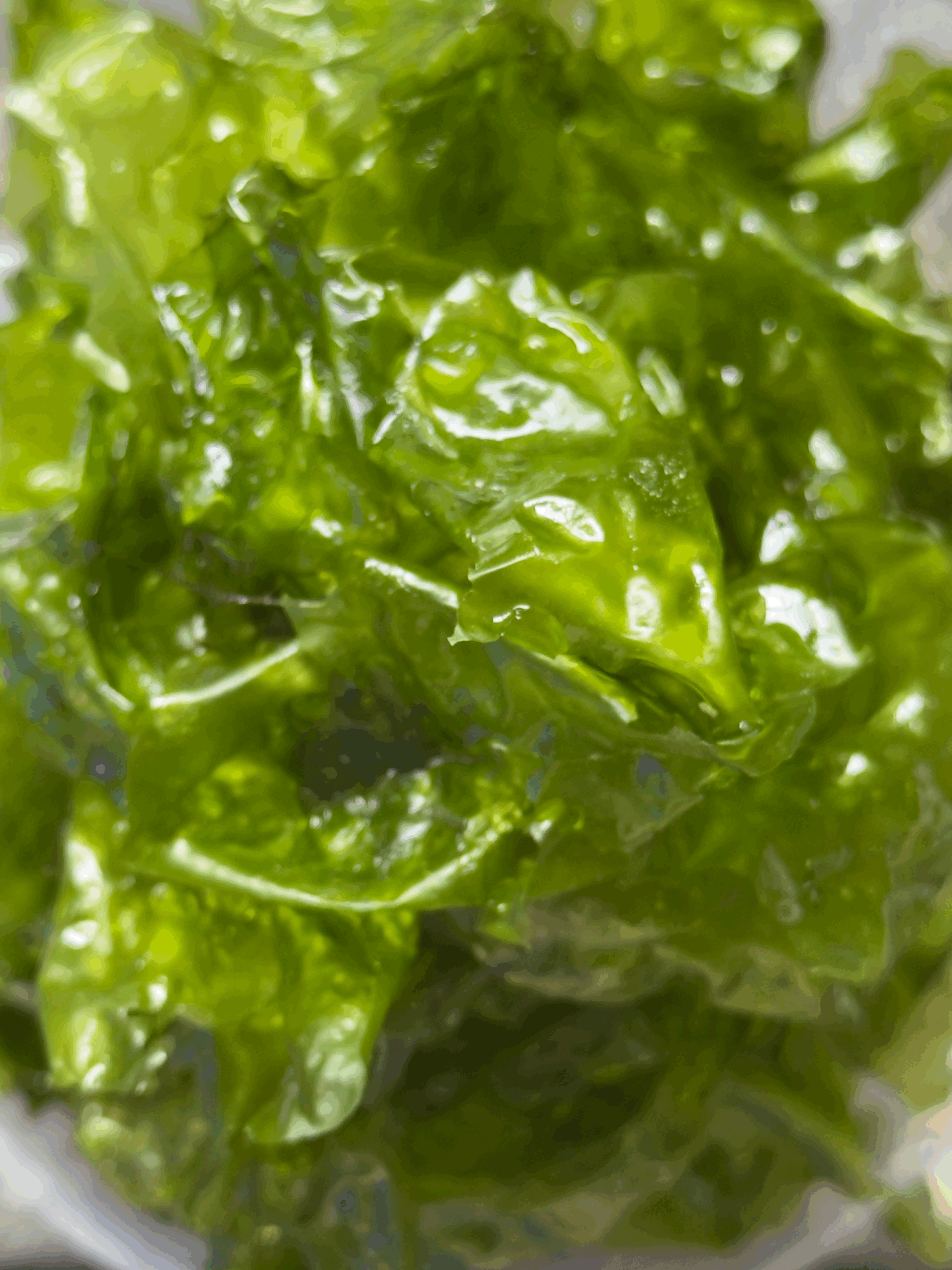 Aquacultured Ulva macroalgae showing glossy flowing green leaf structure