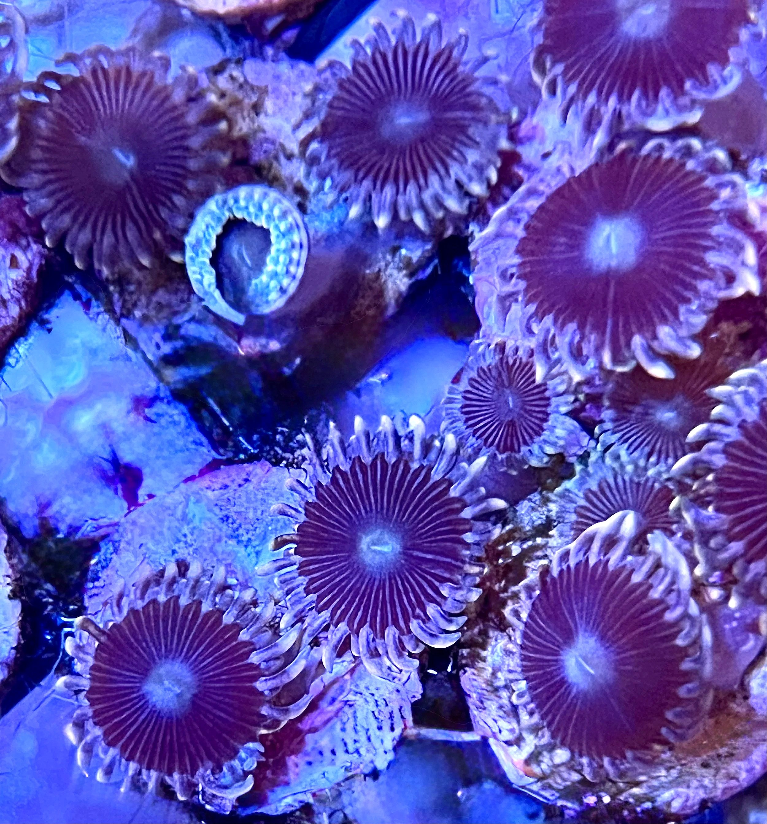 Black People Eater Zoanthids colony with strong polyp extension and contrast