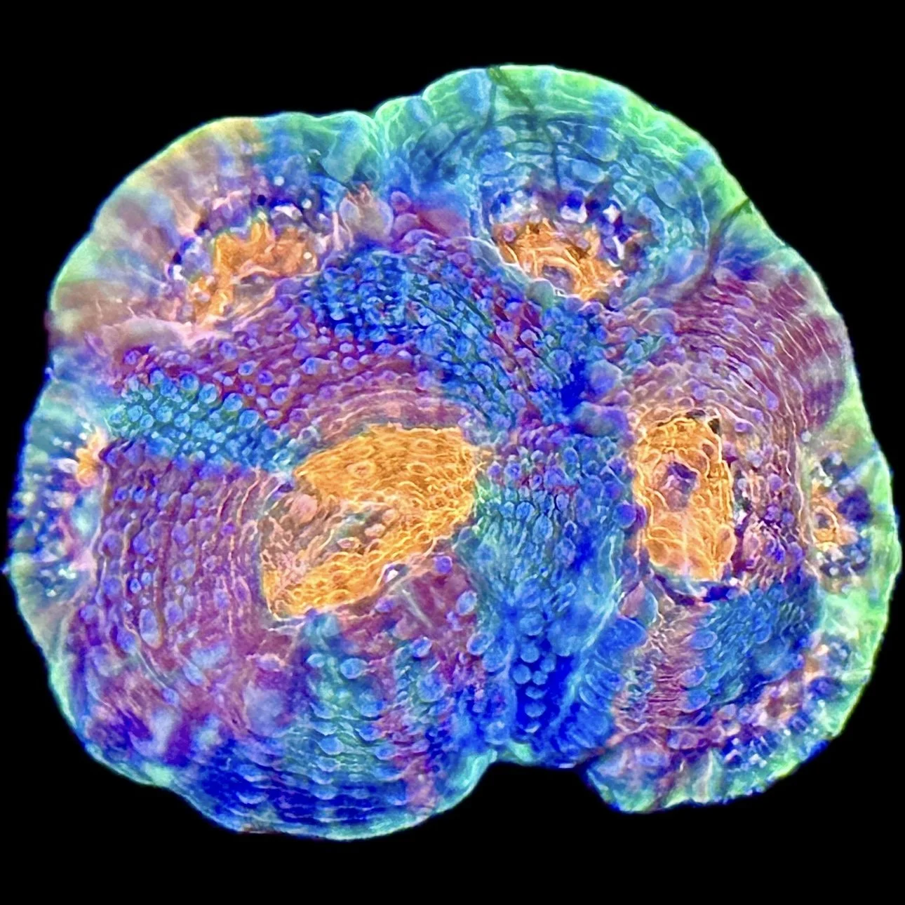 Close-up of Acanthastrea echinata showing thick fleshy polyps and textured corallites