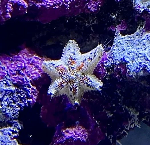 Image 9-13-24 at 8.23 AM.jpeg