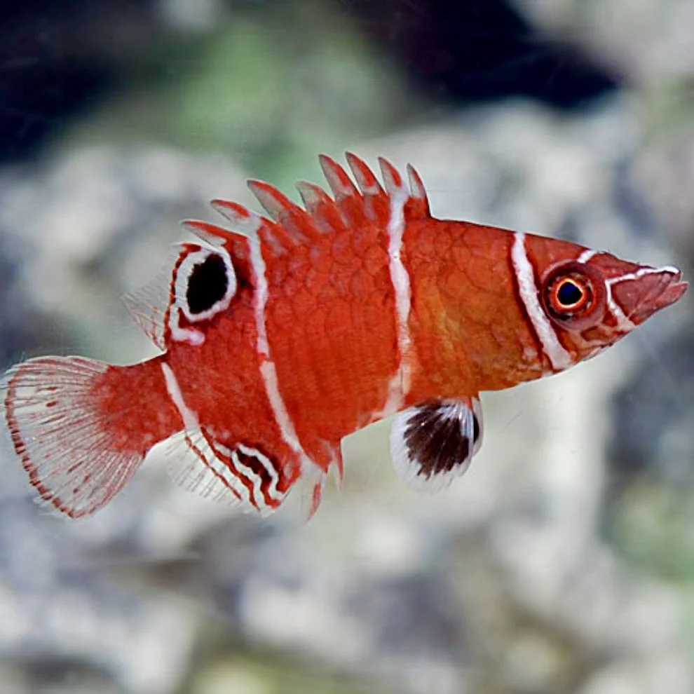 Red Wetmorella Tanakai Wrasse Fish