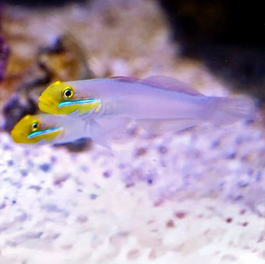 Golden Head Sleeper Goby – Includes Fish Pack X-Large Size