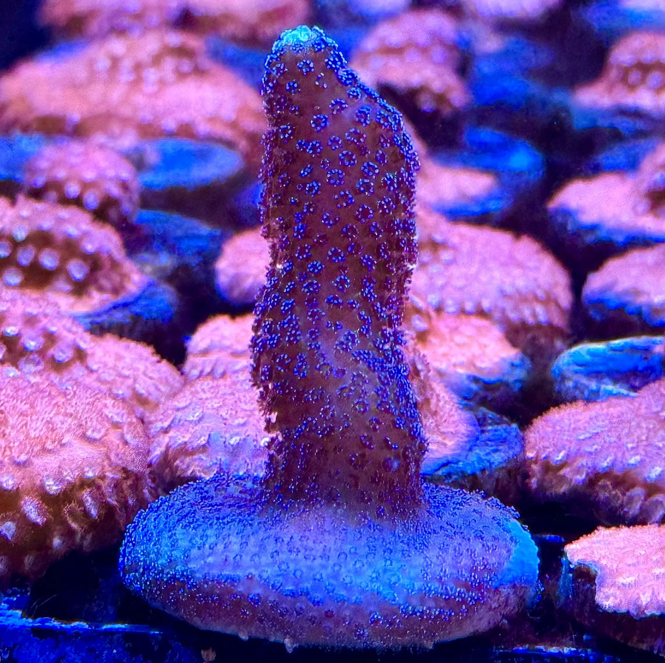 Pocillopora damicornis aquacultured SPS coral frag