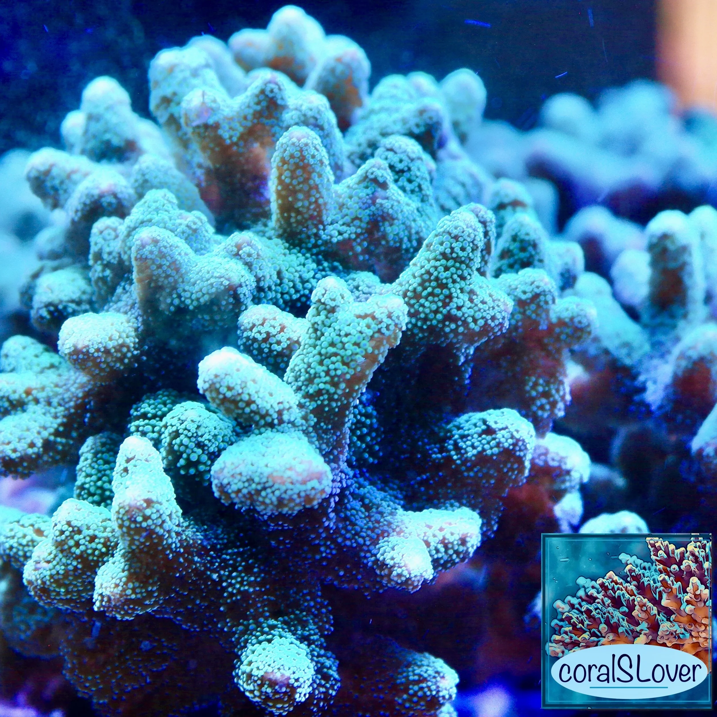 Aquacultured Neon Green Stylophora branching SPS coral close-up