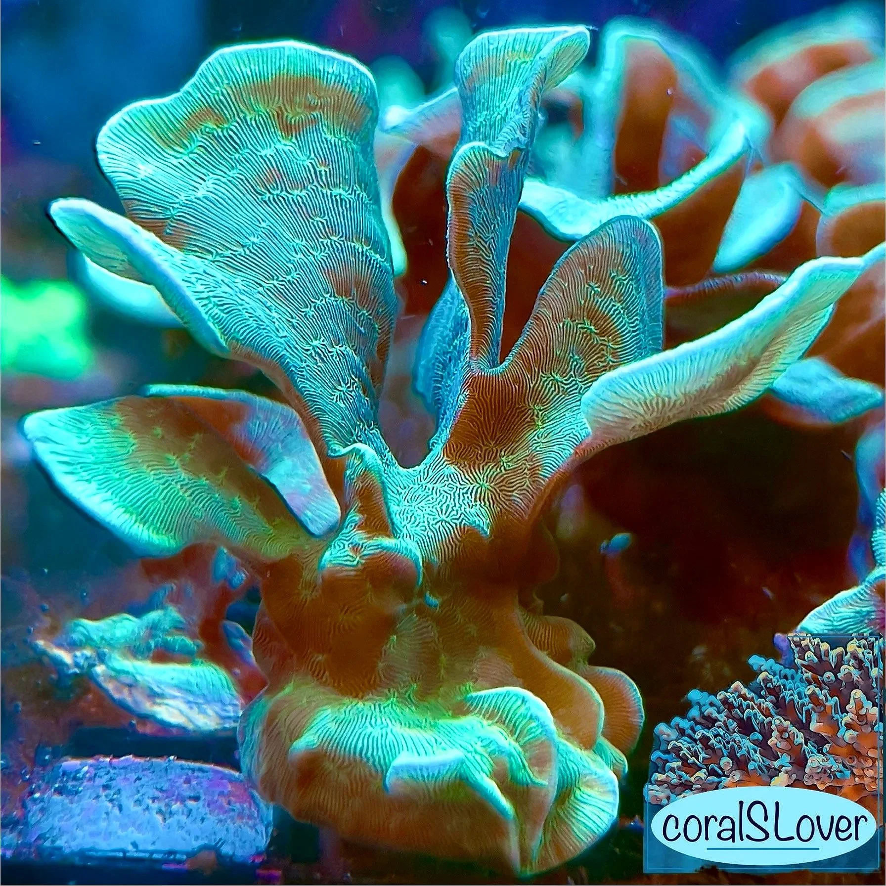 Green Pavona Coral