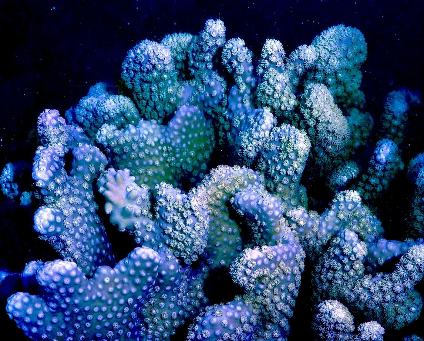Emerald Green Turbinaria Peltata Coral