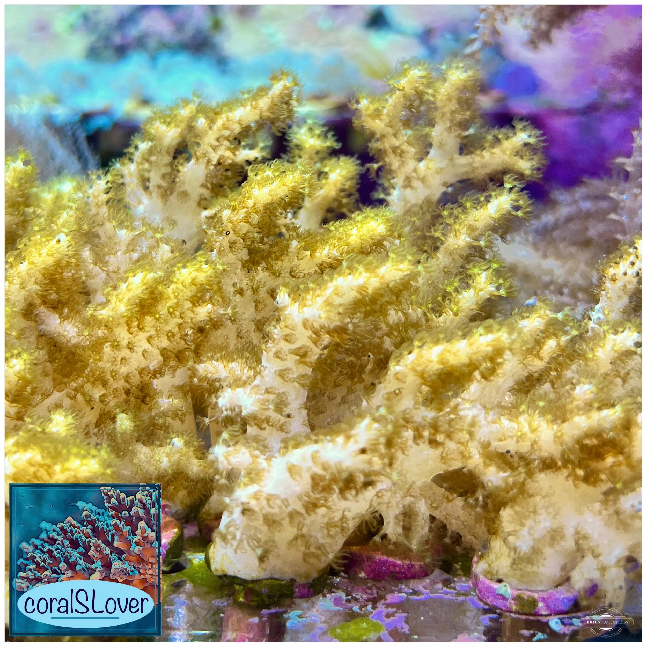 finger leather and cabbage coral frag pack for reef aquarium