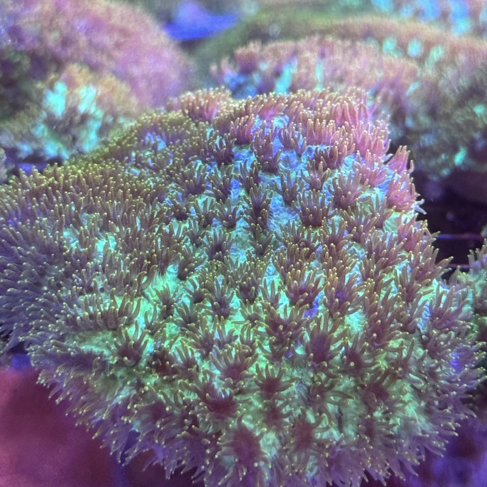 coralSLover | FREE Coral for All Orders. Buy 3 get 1 FREE Coral
