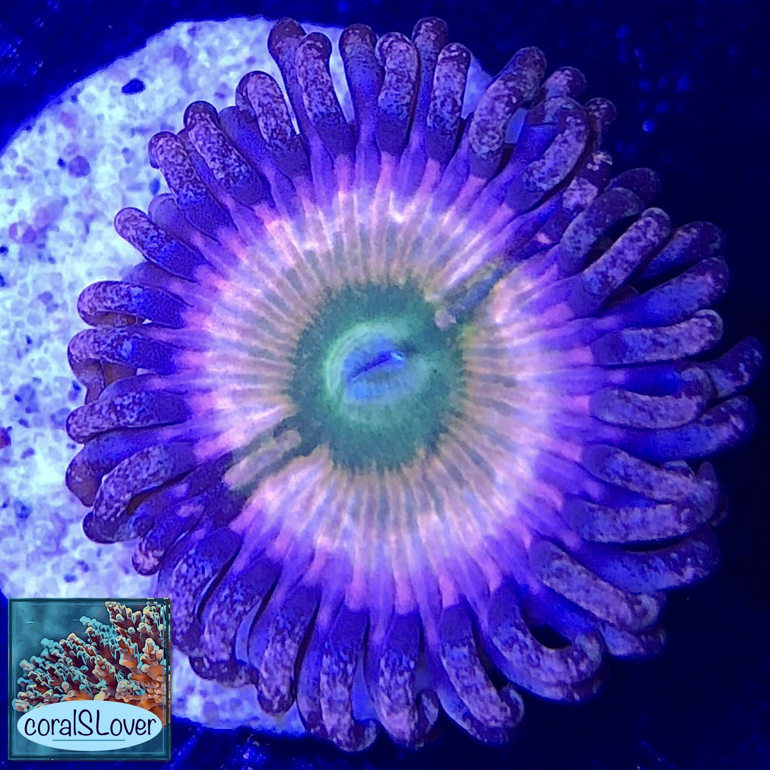 Rainbow Infusion Zoanthids