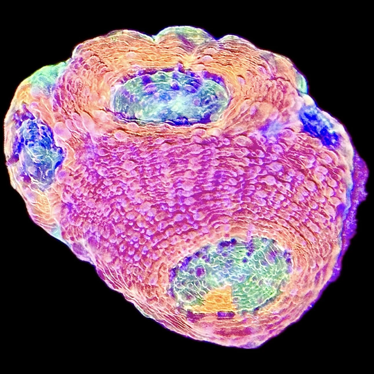 Aquacultured Pineapple Acan Echinata LPS coral encrusting on reef rock