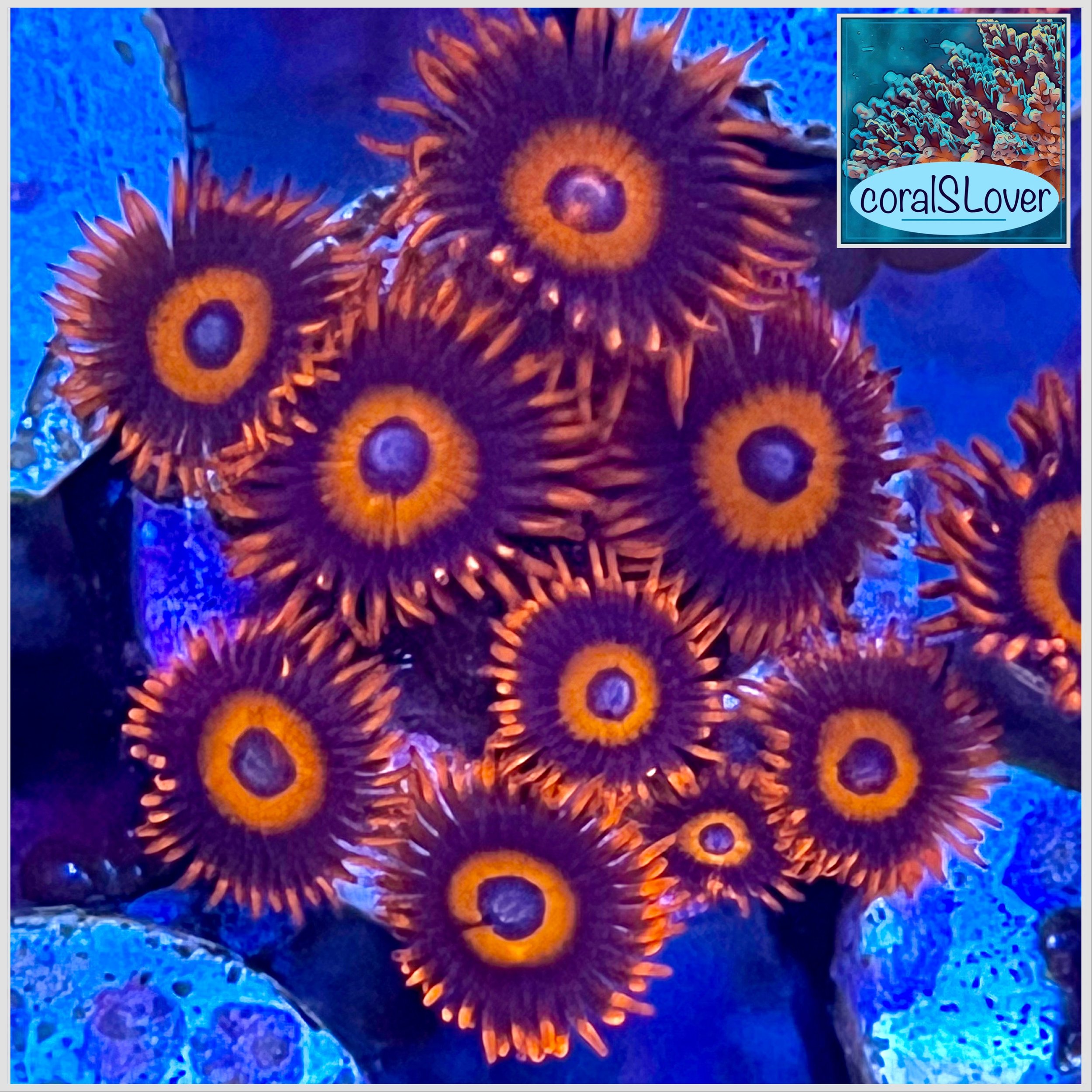 Safecracker Zoanthids