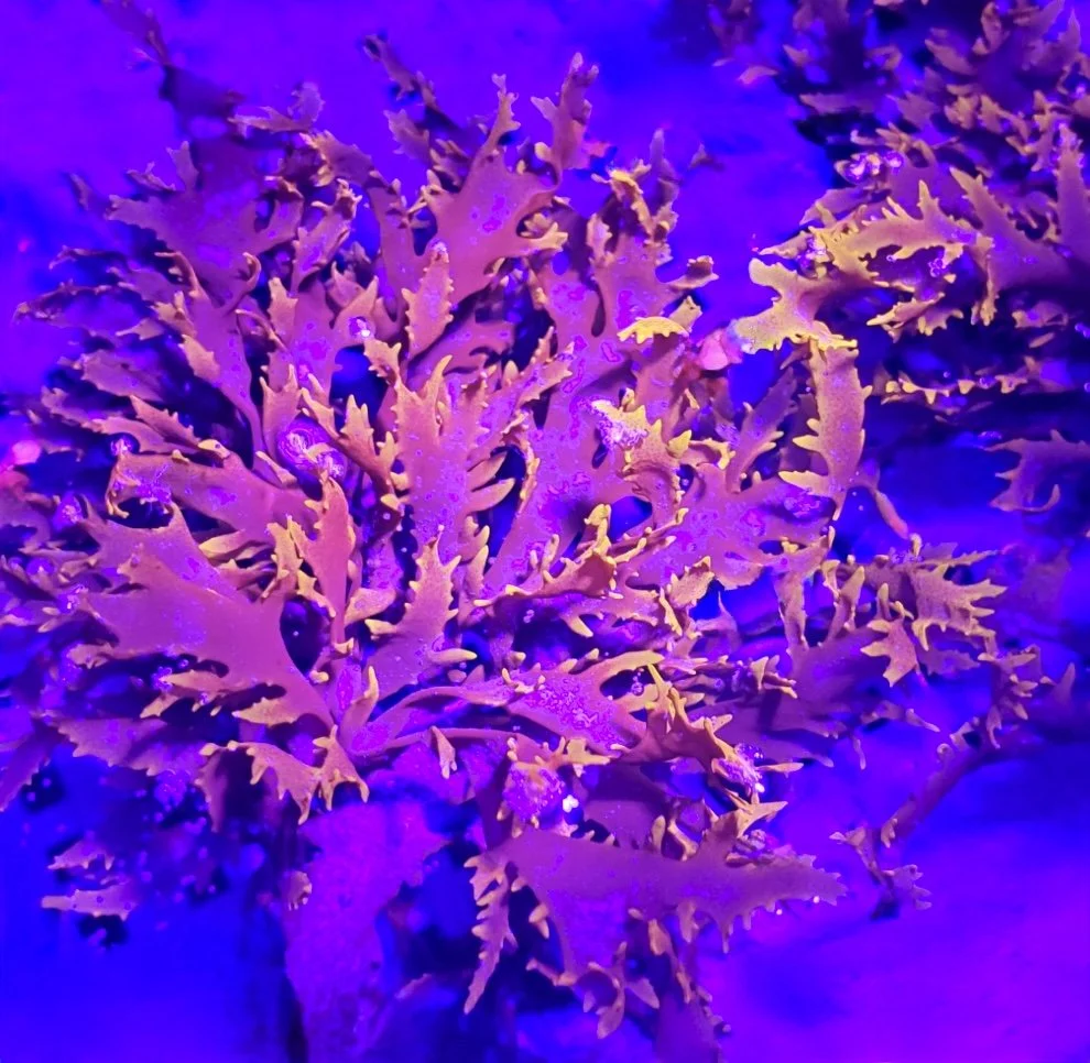 Image 12-24-25 at 1.27 PM.jpg