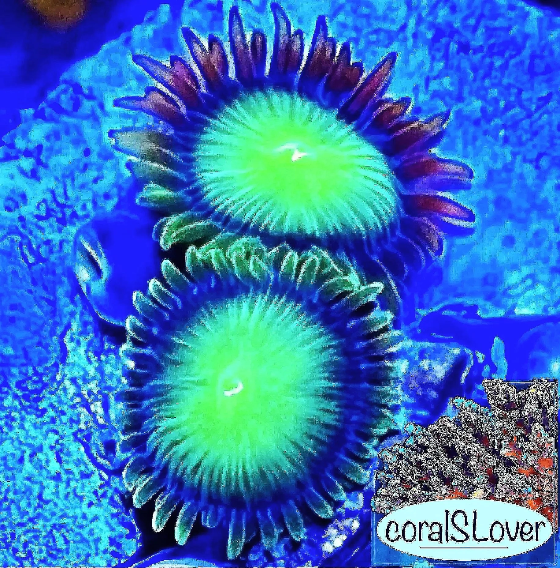 Green Candy Apple Zoanthids live aquaculture coral featuring neon green faces and blue-purple skirts by coralSLover®.jpg
