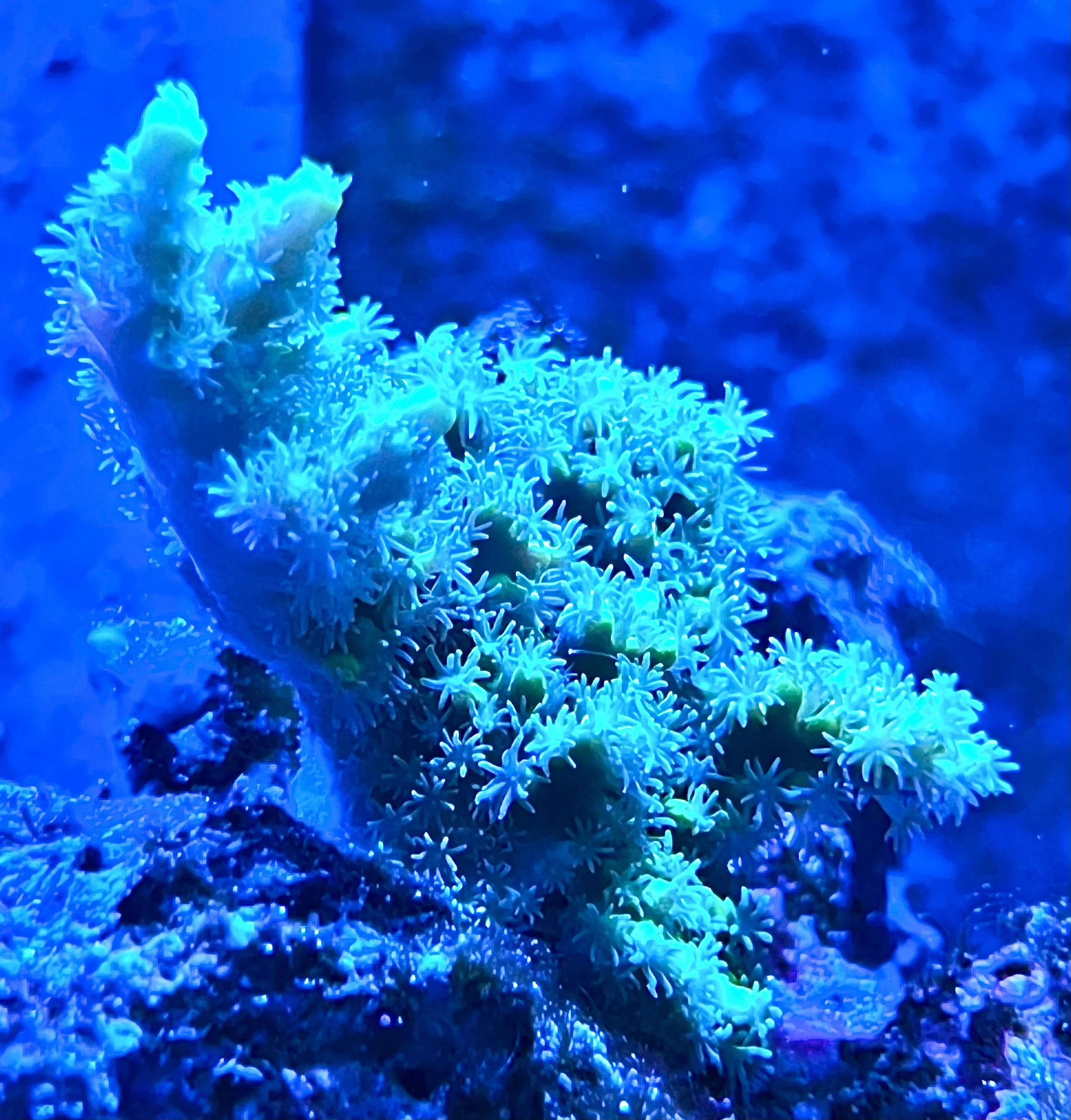 Close-up Green Woolly Acropora showing large fluffy polyps and vivid green color