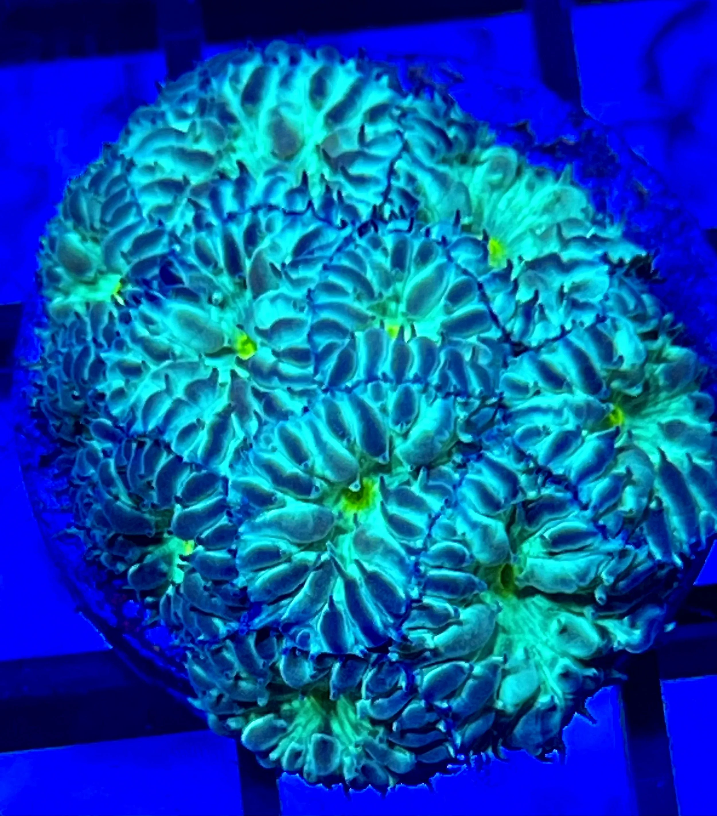 The Iceland Green Blastomussa Wellsi has small polyp neon-green centers and icy metallic glow.