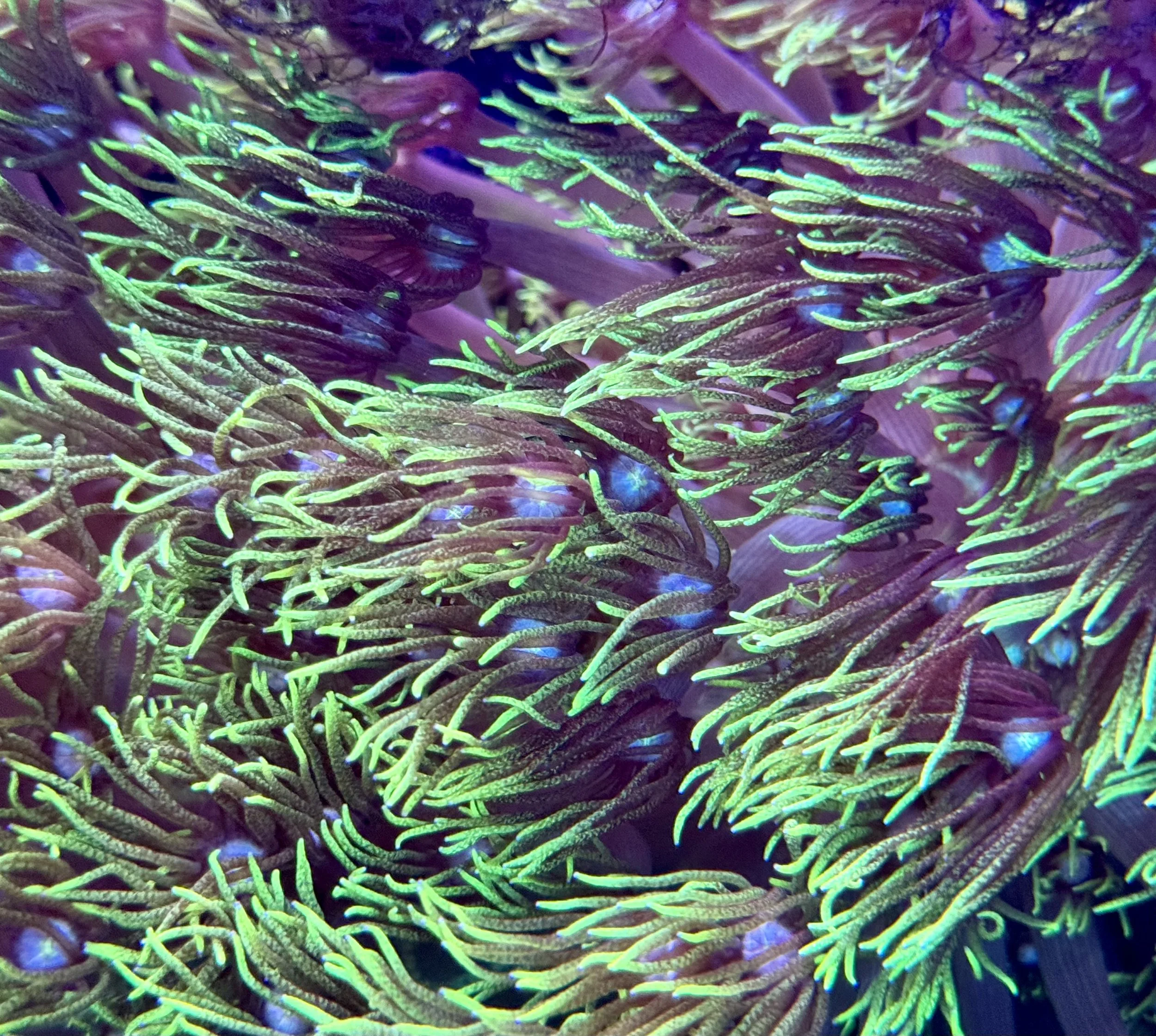 Premium Grinch Goniopora LPS coral showing uniform extension and healthy tissue structure