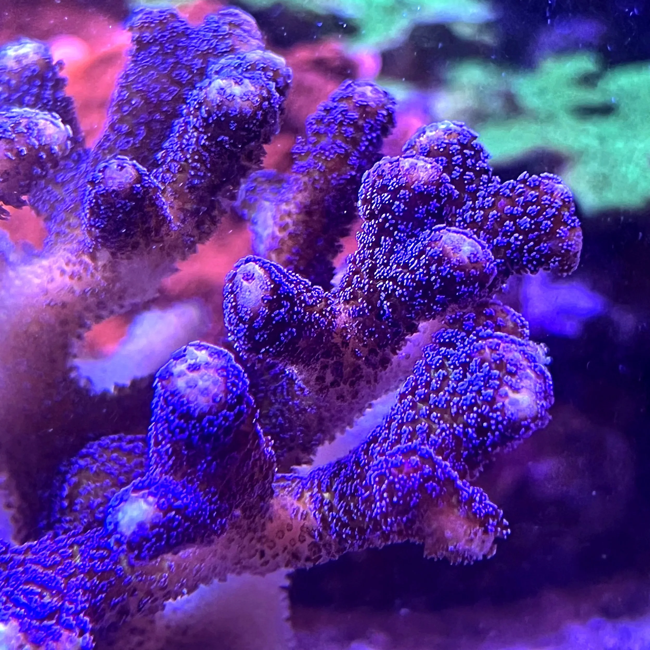 Blue Pocillopora Coral