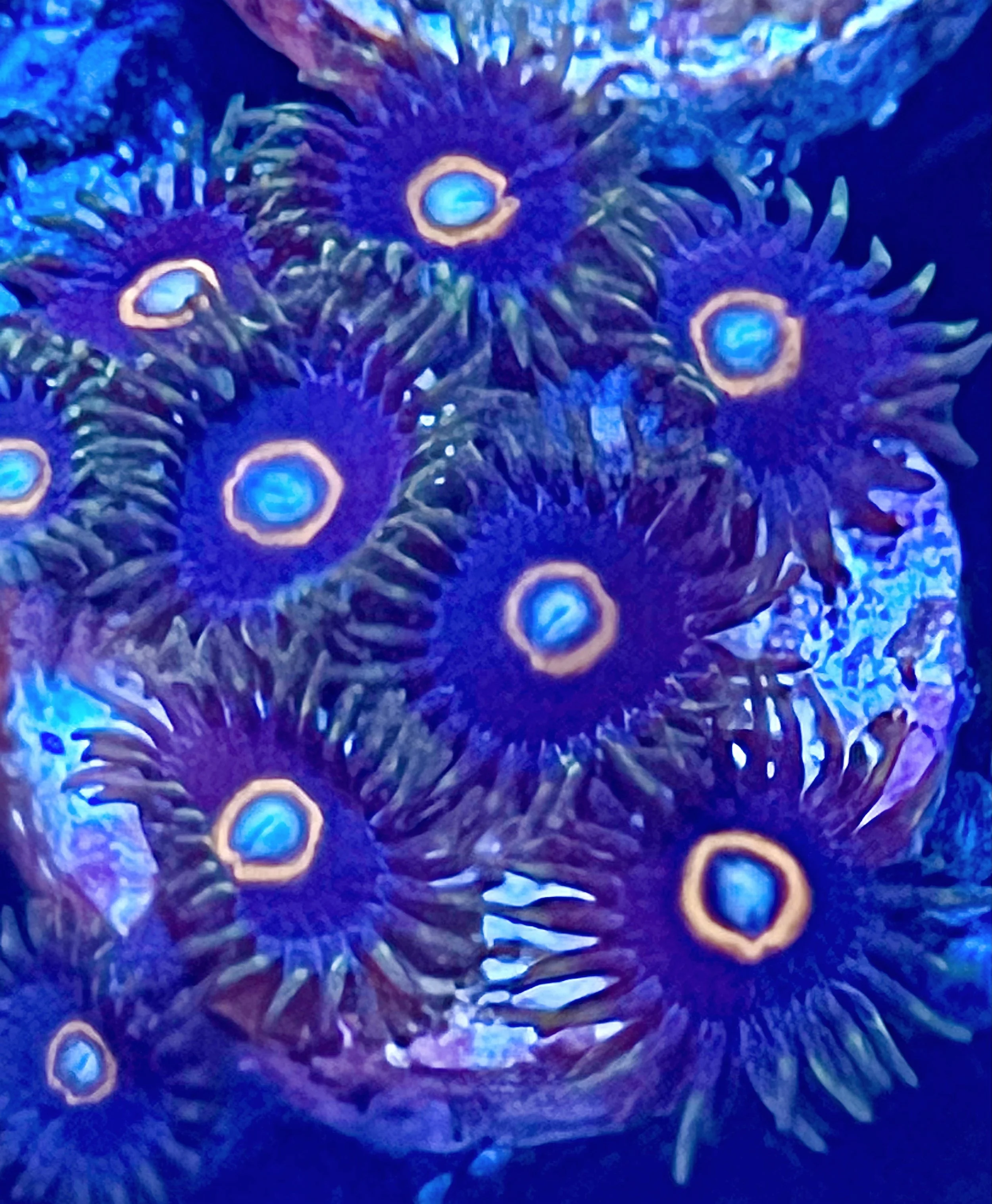 UFO Jawbreaker Hornet Zoanthids  collectors seeking unique, high-contrast coloration