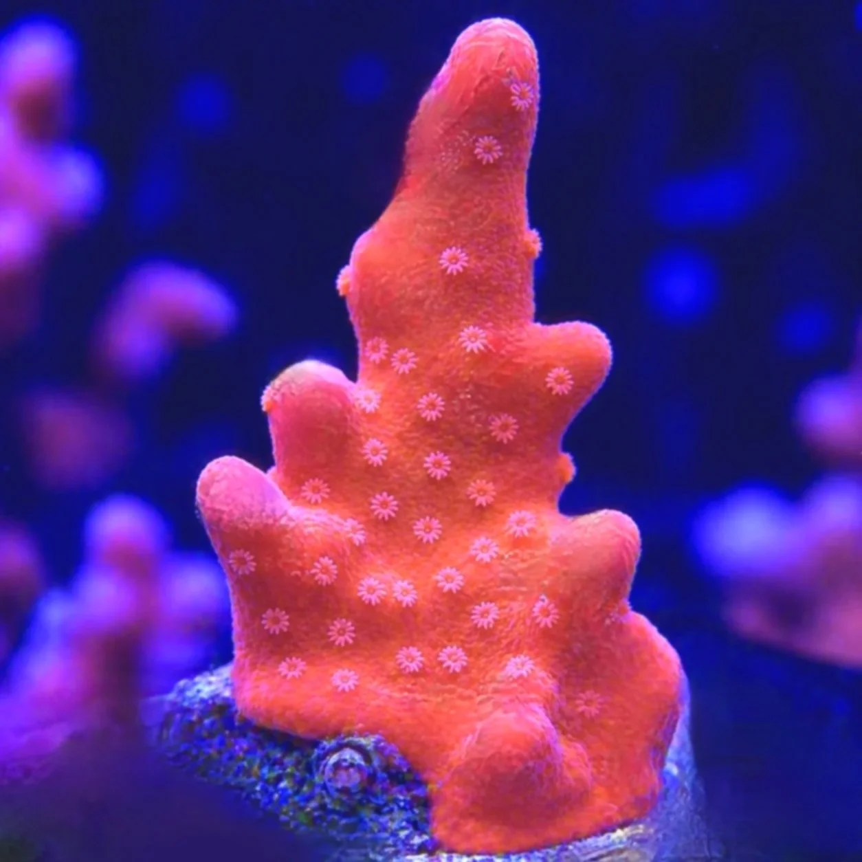 Branching+Montipora+Setosa+Orange+4.jpg