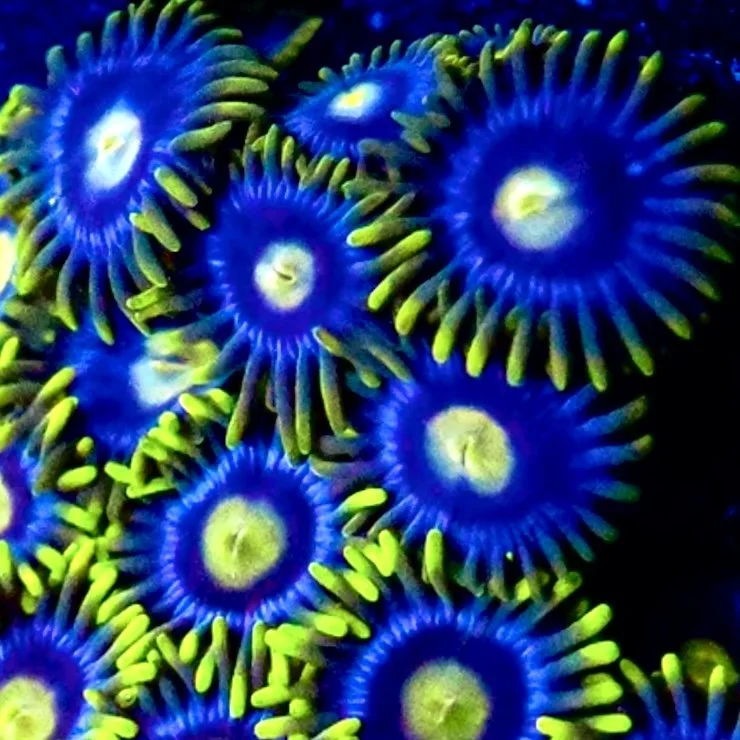 Coronas Zoanthids showing deep cobalt blue faces with neon green skirts under actinic reef lighting
