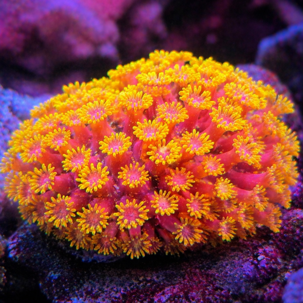 Hot Pink Lemonade MICRO Goniopora Coral