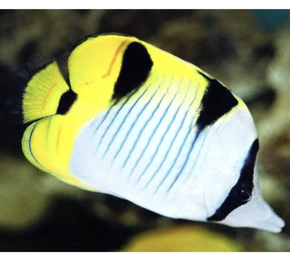 Image 7-31-24 at 5.16 PM.jpeg