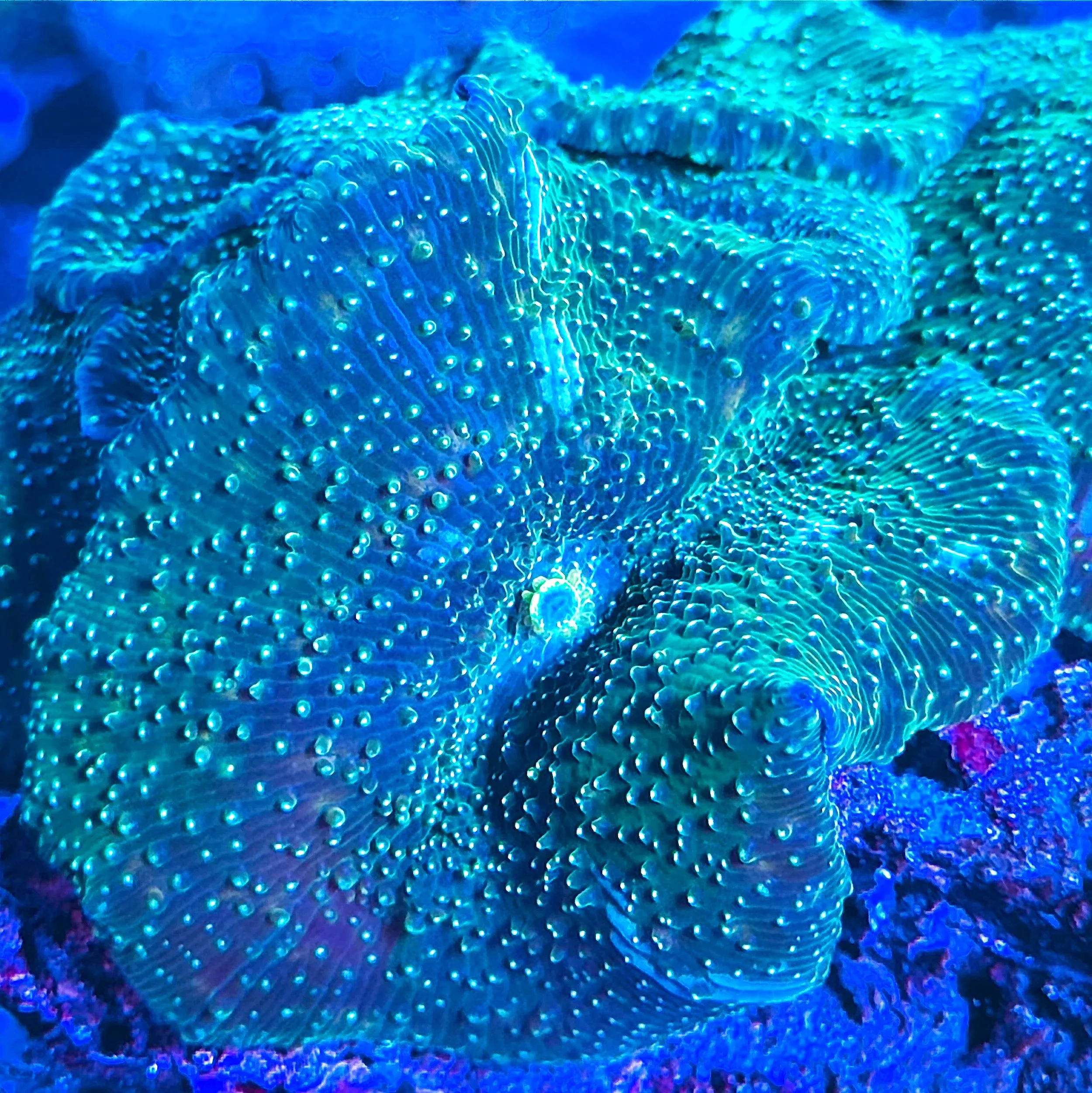 Goldflake Green Discosoma Live Aquaculture Mushroom Coral