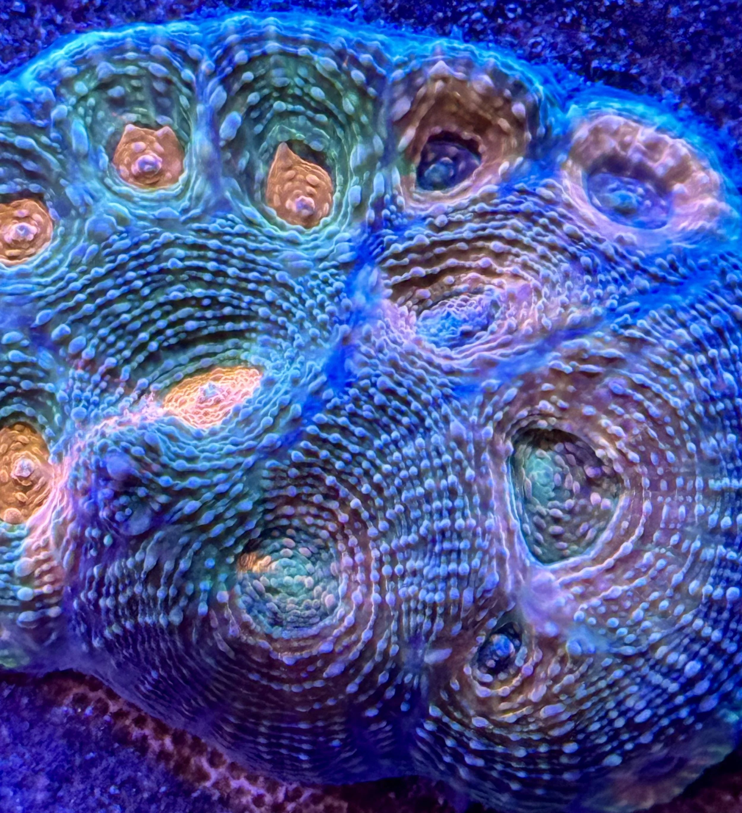 Pineapple Acan Echinata showing orange, green, and lavender polyps under blue reef lighting
