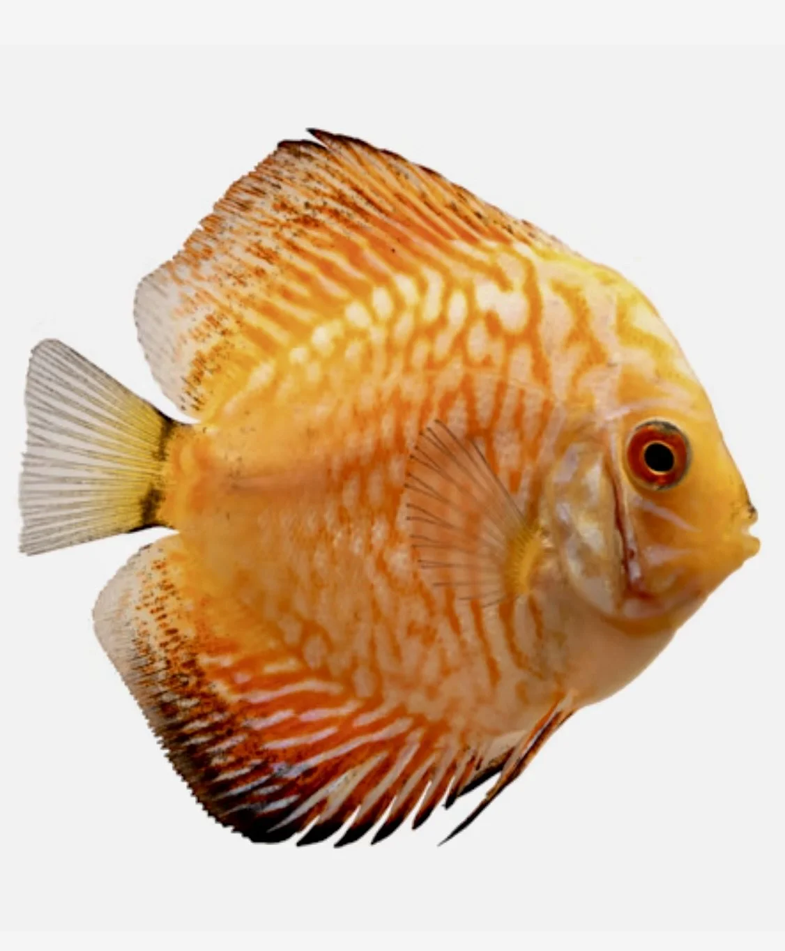 Image 12-10-24 at 8.56 AM.jpeg