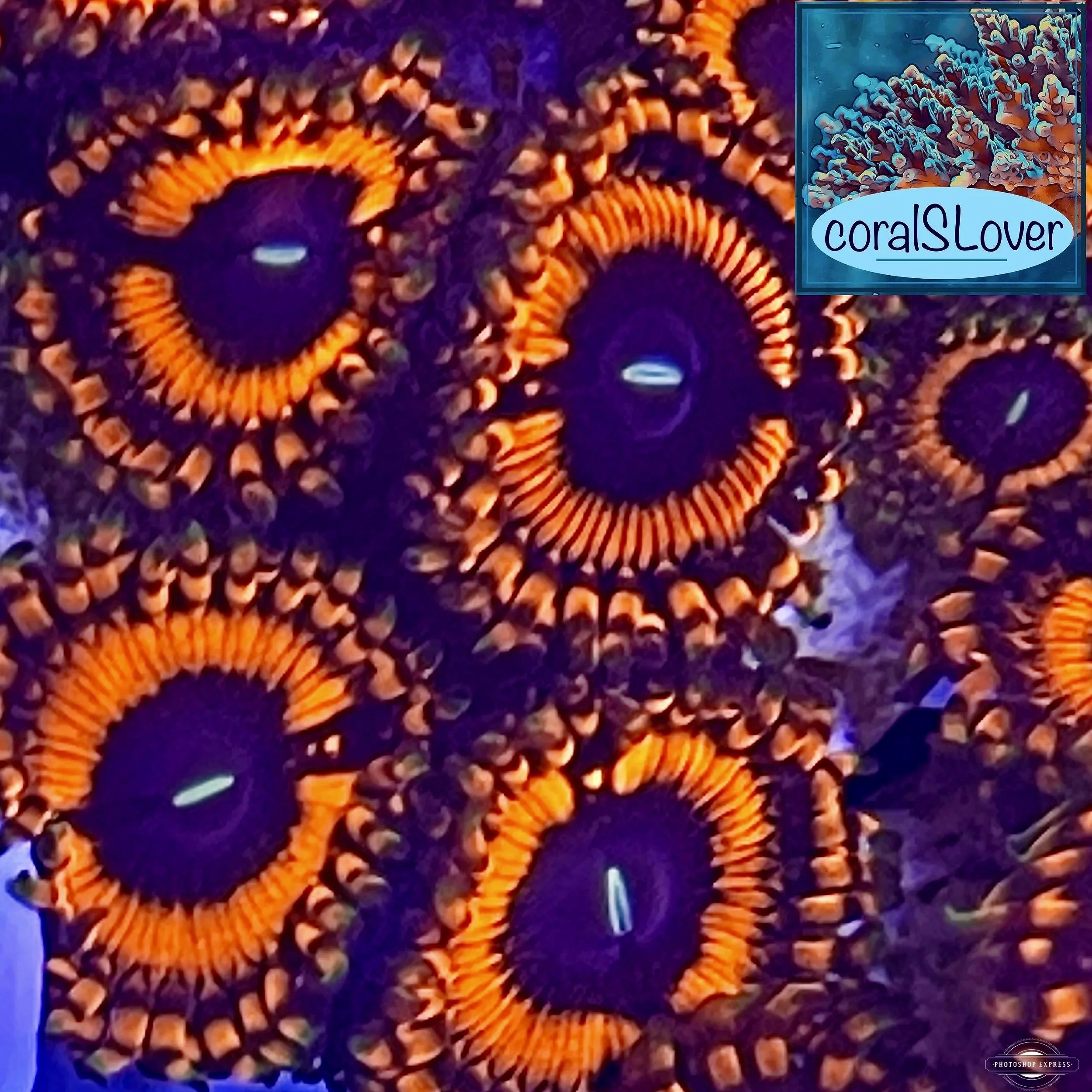 Blood Diamond Zoanthids | Rare | High-End