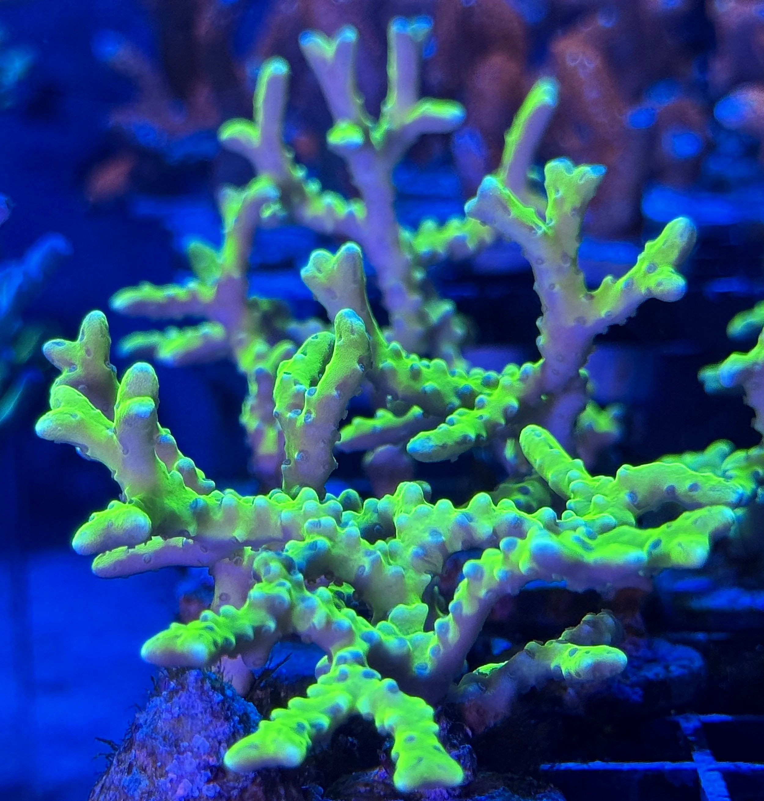 Branching Anacropora forbesi under blue reef lighting