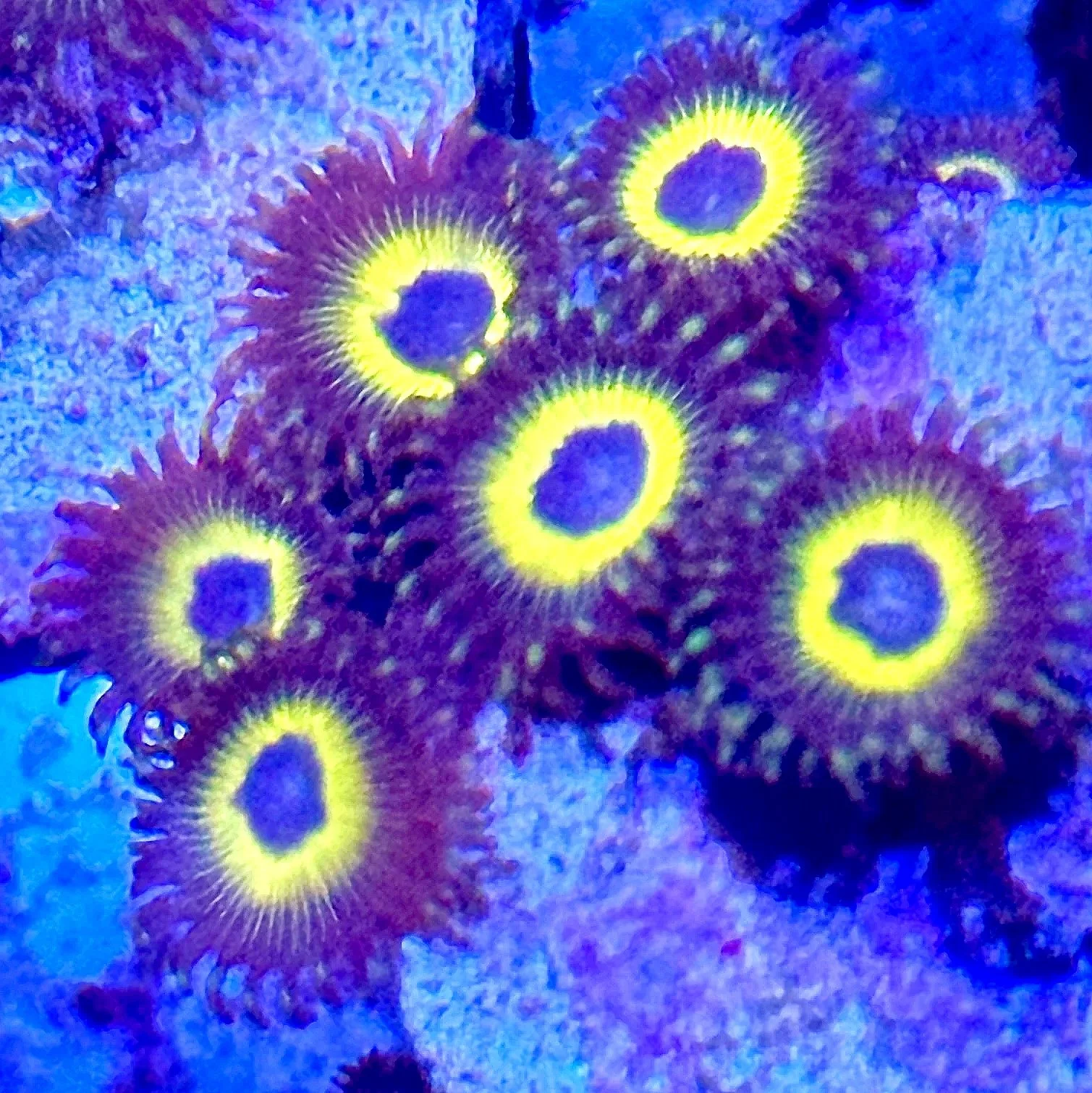 Yellow Submarine Zoanthids live aquaculture coral displaying full polyp extension in a reef aquarium.