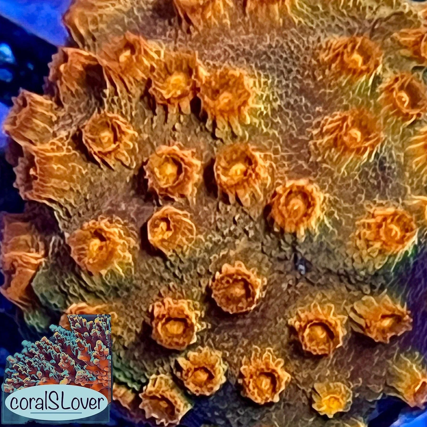 Red Brick Cyphastrea Coral