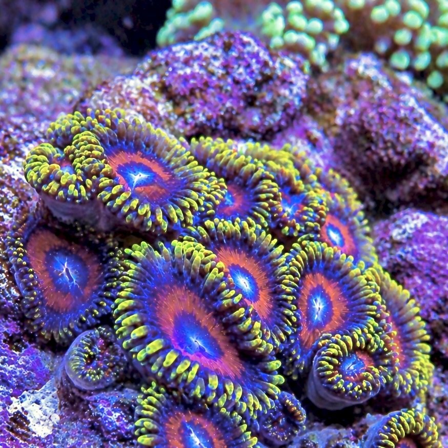 Watermelon Zoanthids