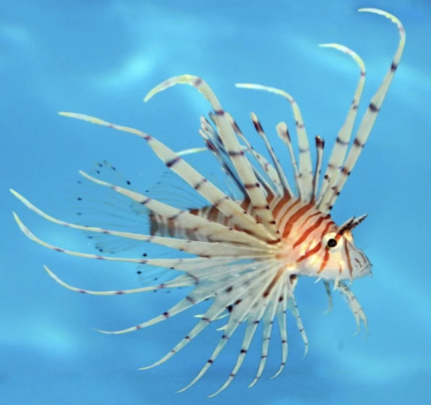 Image 7-31-24 at 6.37 PM.jpeg