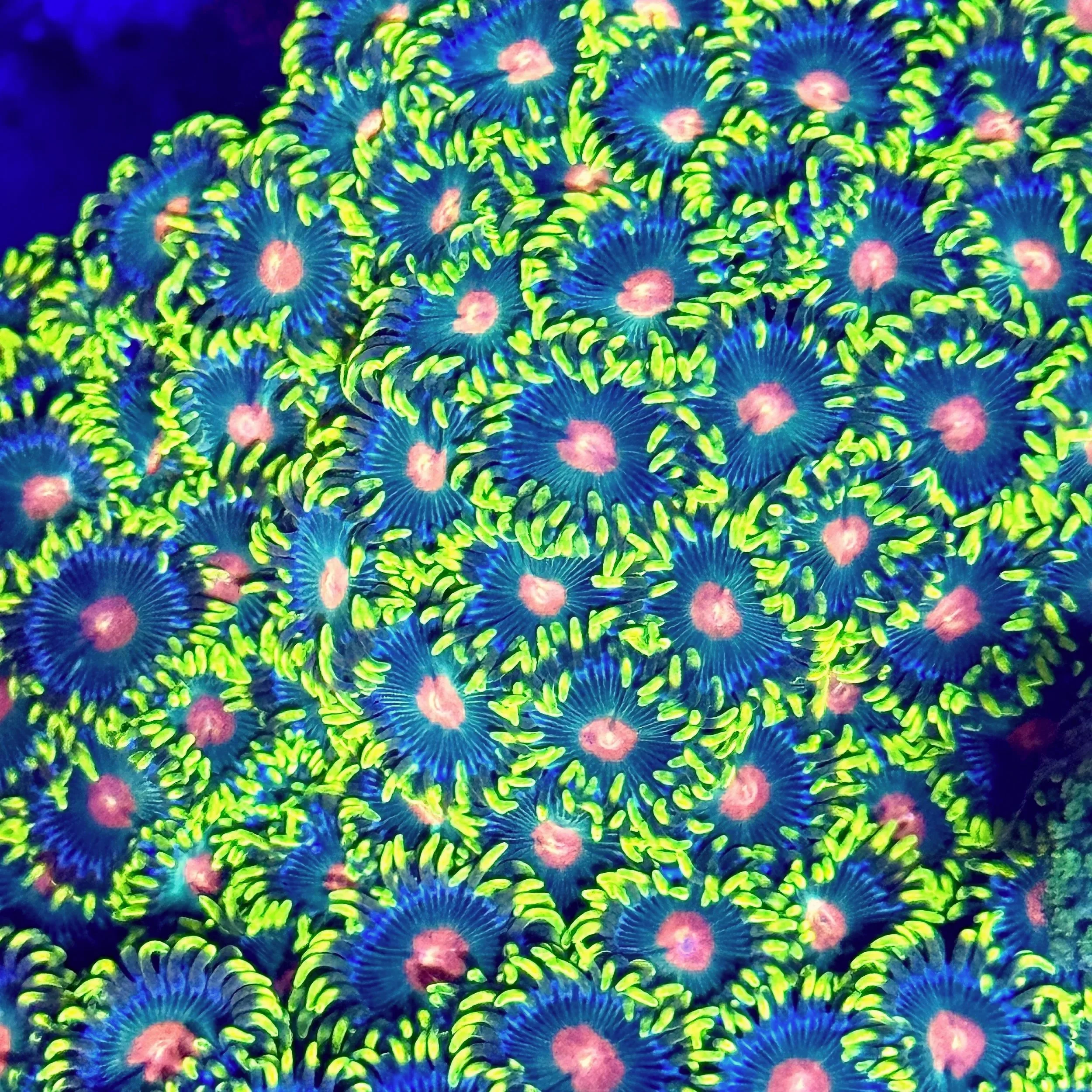 Reverse Blue Eyed Blondie Zoanthids with bright orange centers and green faces