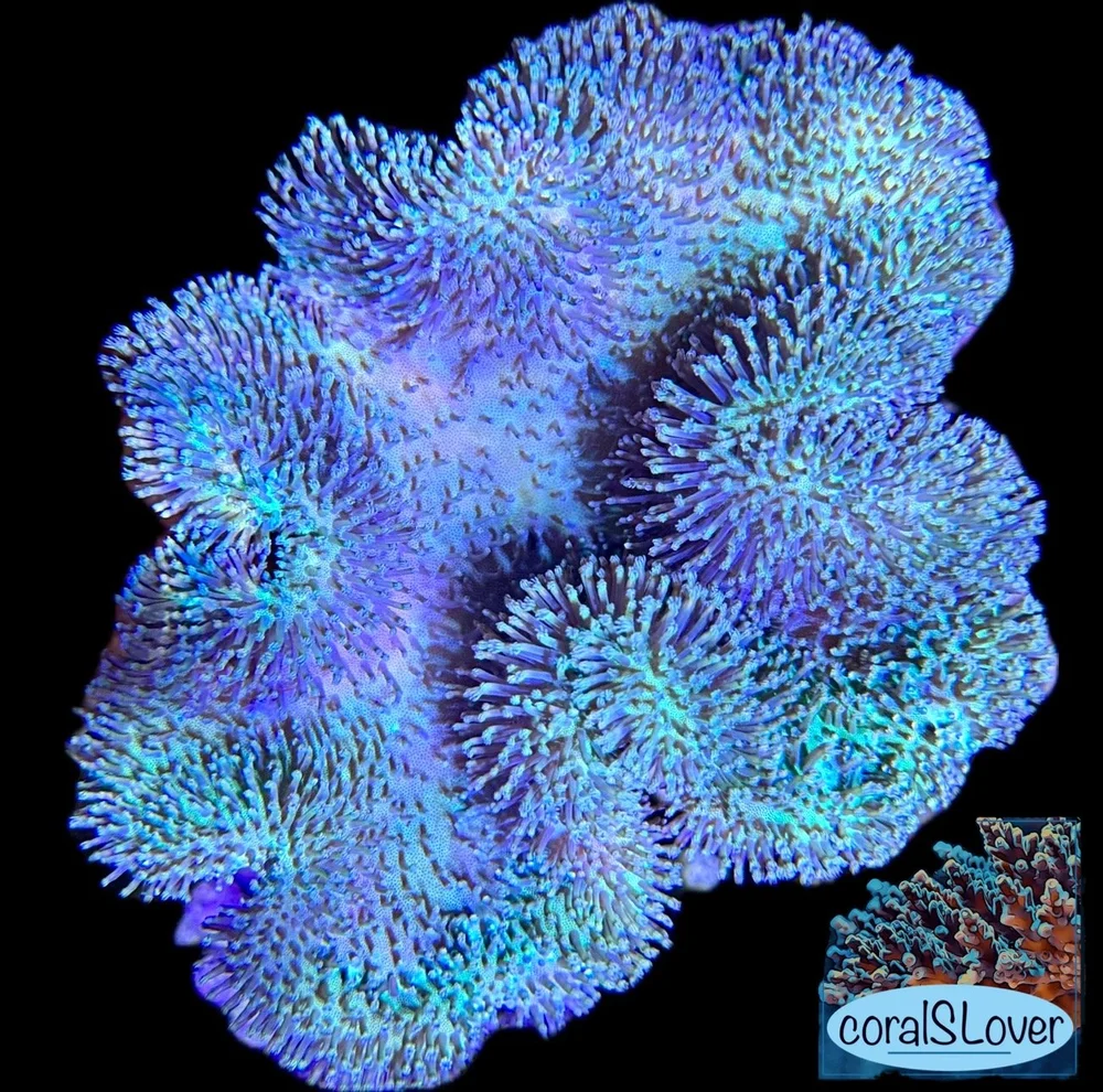 coralSLover | FREE Coral for All Orders. Buy 3 get 1 FREE Coral