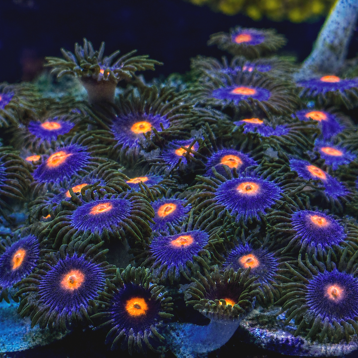 Duskfire+Zoanthids+by+coralSLover.png