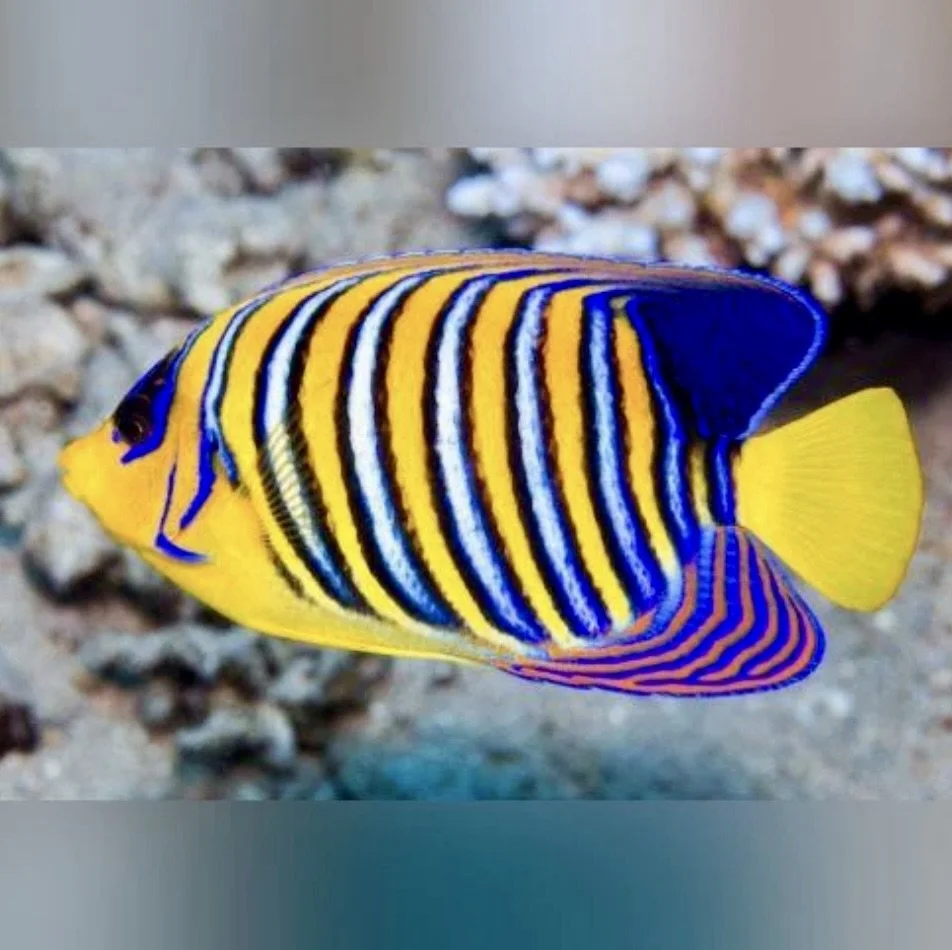 Image 7-31-24 at 5.01 PM.jpeg