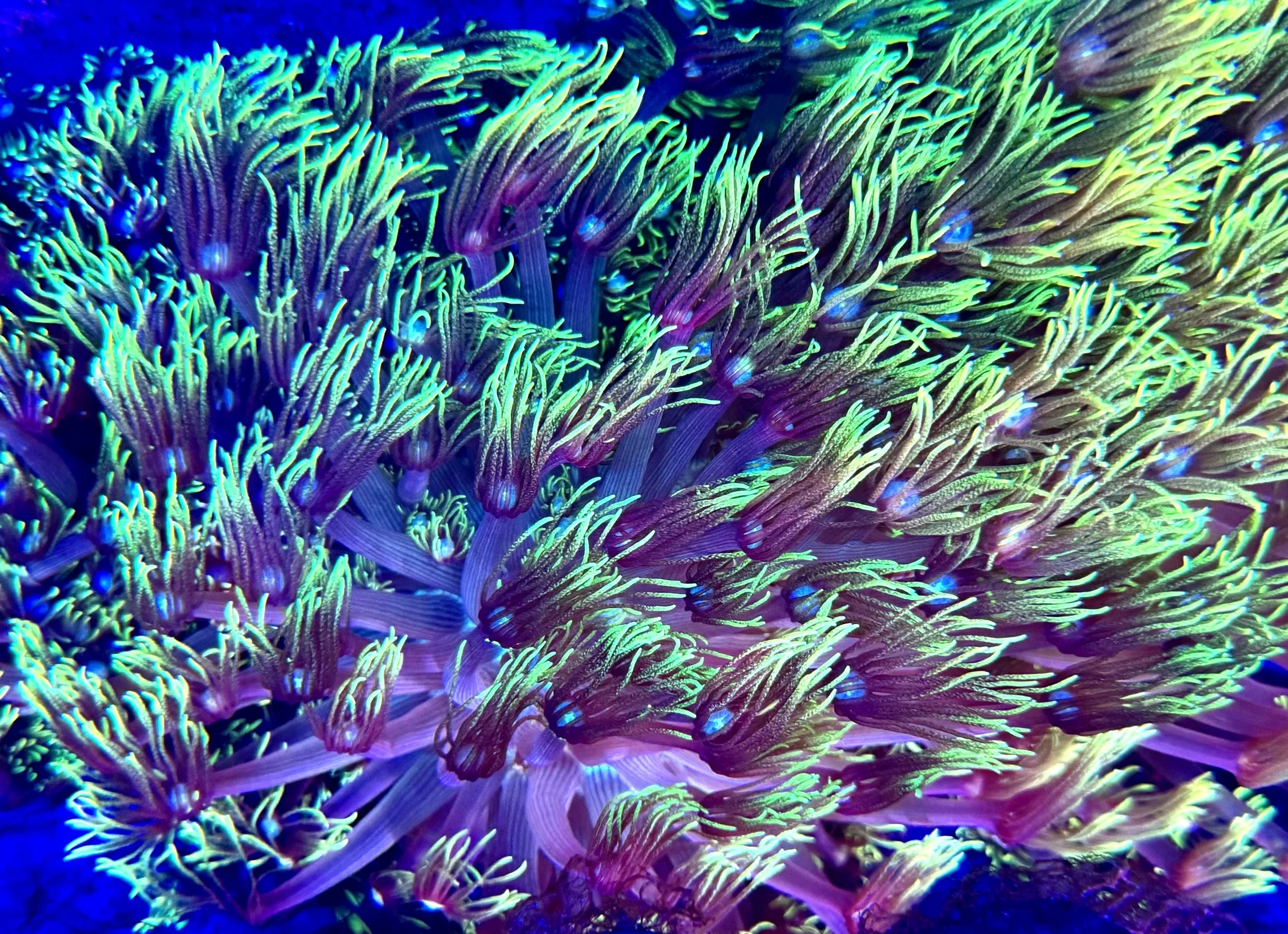 Top-down view of aquacultured Grinch Goniopora colony displaying dense green polyp coverage