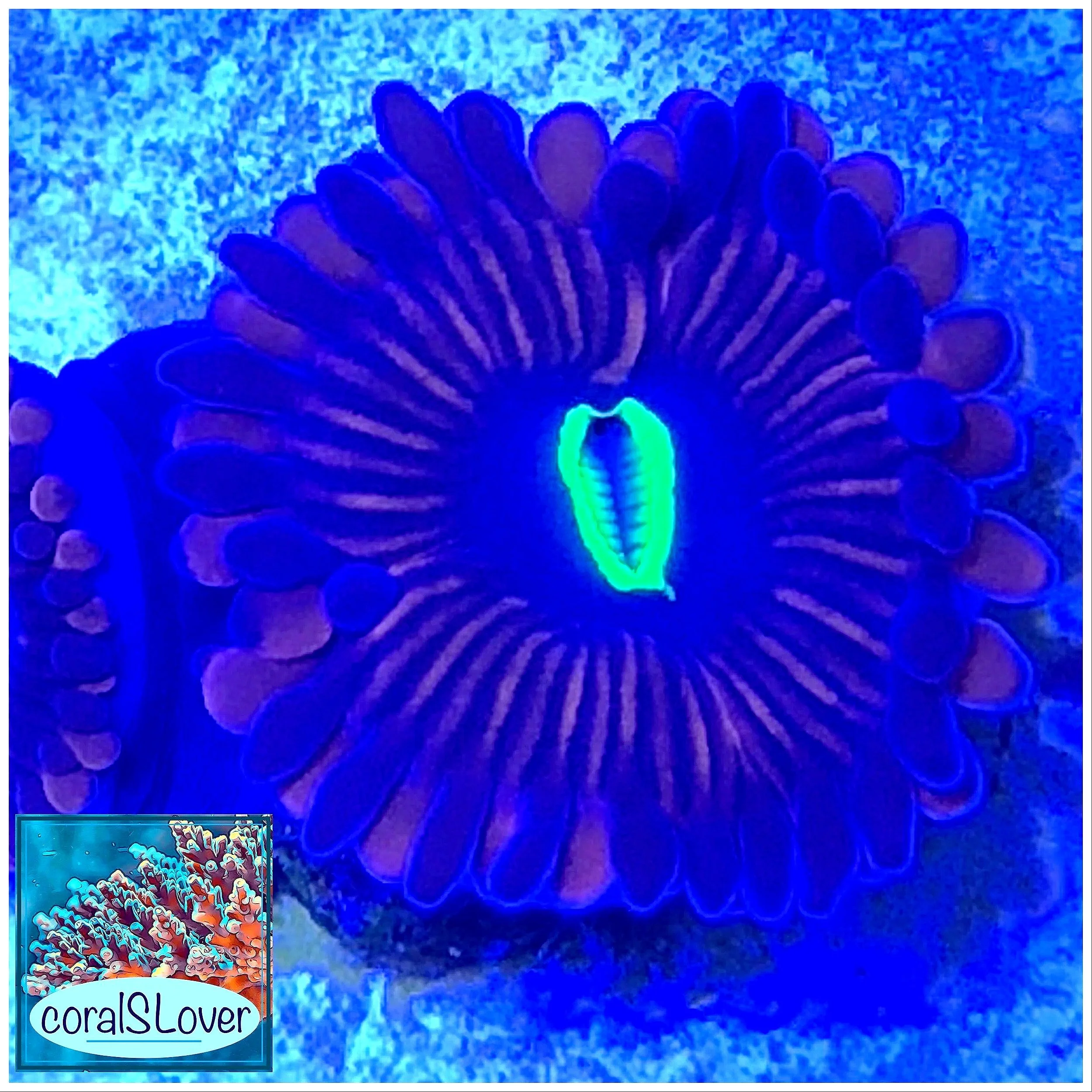 Red People Eater Zoanthids with large polyps and deep red coloration