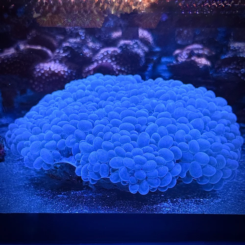 Coral様　3点おまとめ coralSLover | FREE Coral for All Orders. Buy 3 get 1 FREE Coral