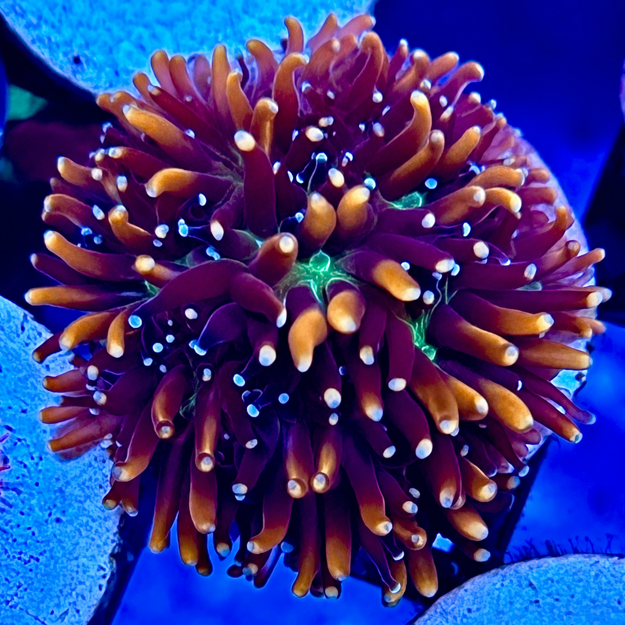Golden Galaxea coral colony with purple base transitioning to gold and yellow tones