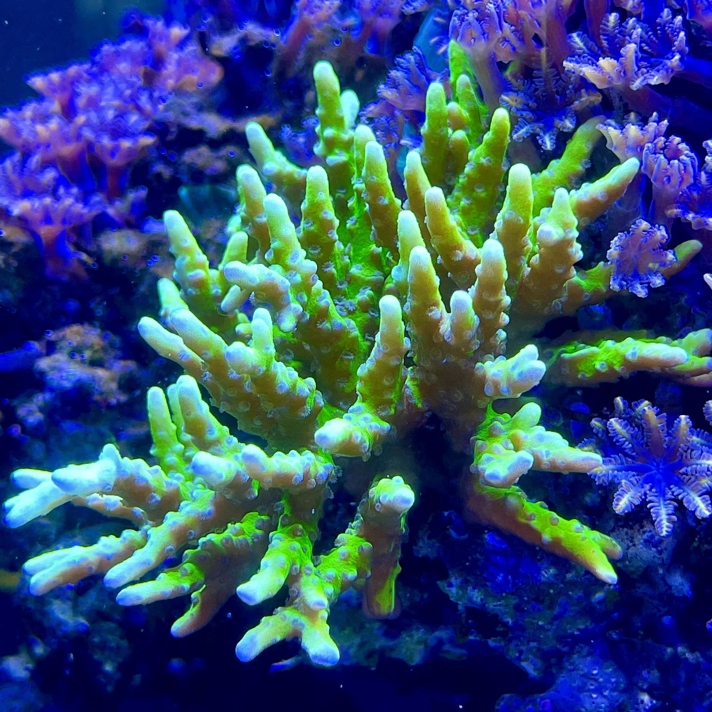 Electric Lemonade Anacropora Forbesi Coral