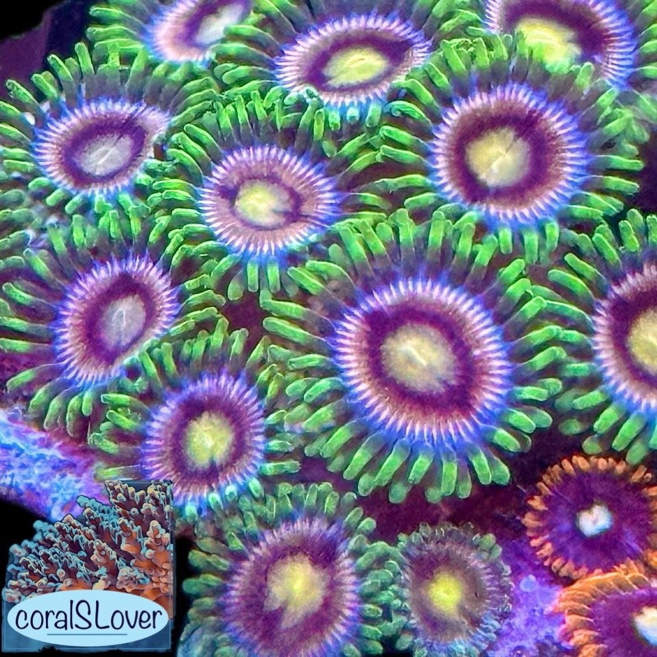 Lazer Lemon Zoanthids aquaculture coral showing blue to orange faces, green yellow mouths, and bright neon green rings grown at coralSLover®.jpeg